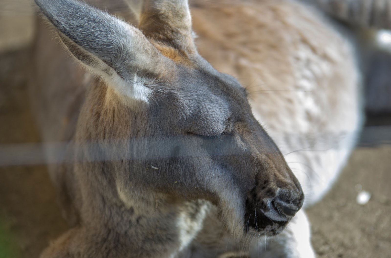 San Diego Zoo Part I 012